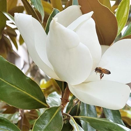 Healesville House - Magnolia House Zewnętrze zdjęcie